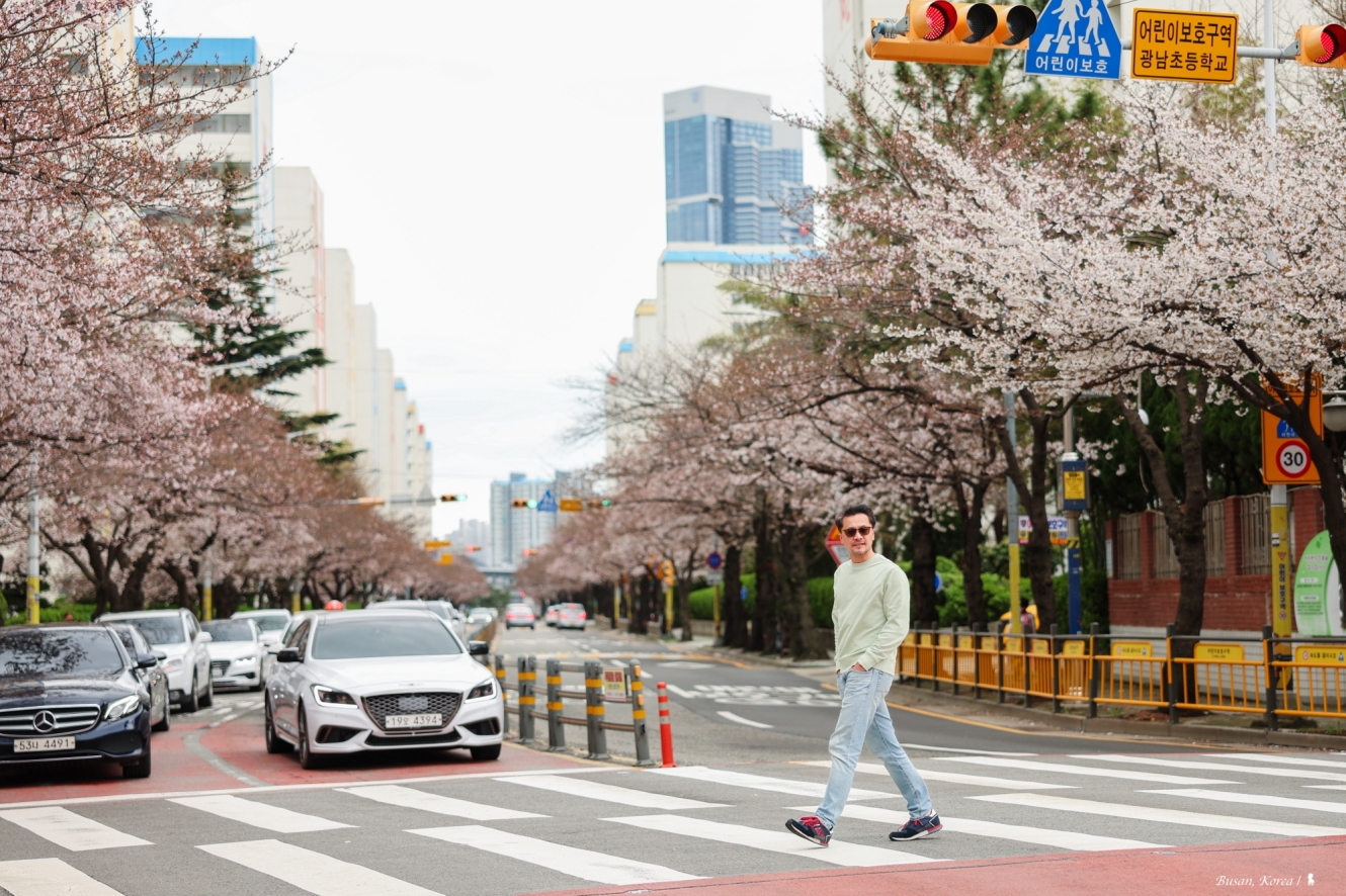 春日搭臺虎遊釜山，浪漫的讓你只走花路